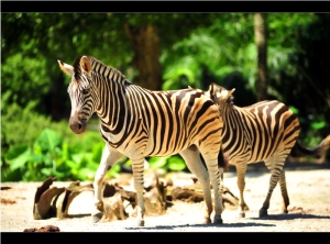 Zoo-Taiping-3